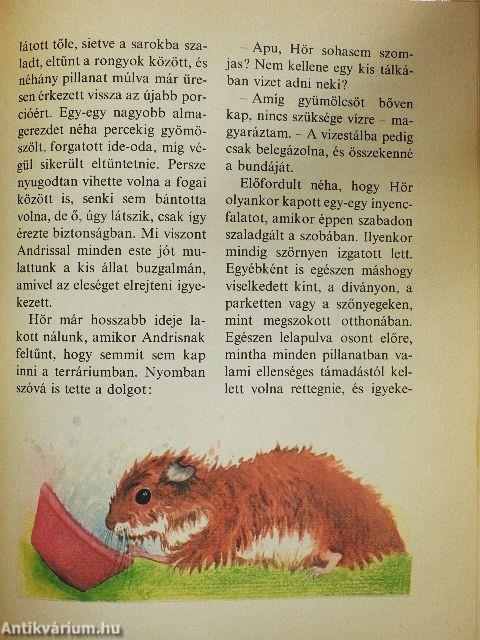 Kedvencem, az aranyhörcsög