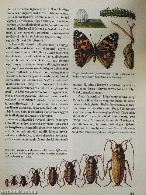 A csodálatos rovarvilág