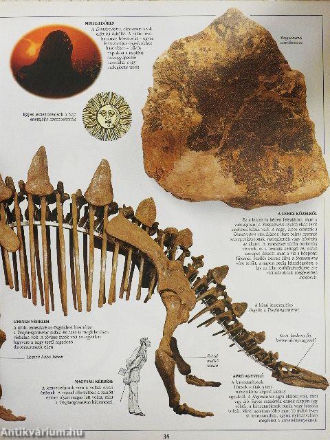 A dinoszaurusz