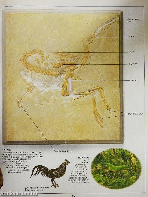 A dinoszaurusz