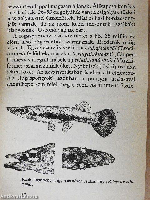 Elevenszülő fogaspontyok