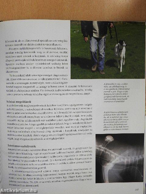 Idős kutya a családban