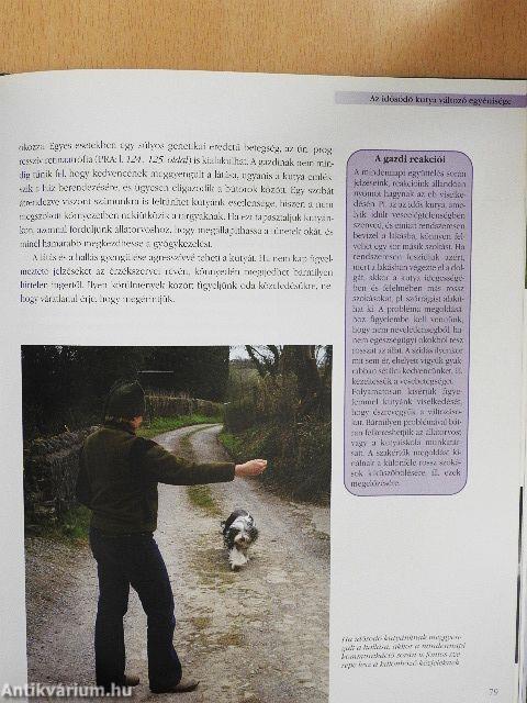 Idős kutya a családban