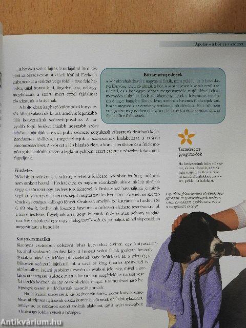 Idős kutya a családban