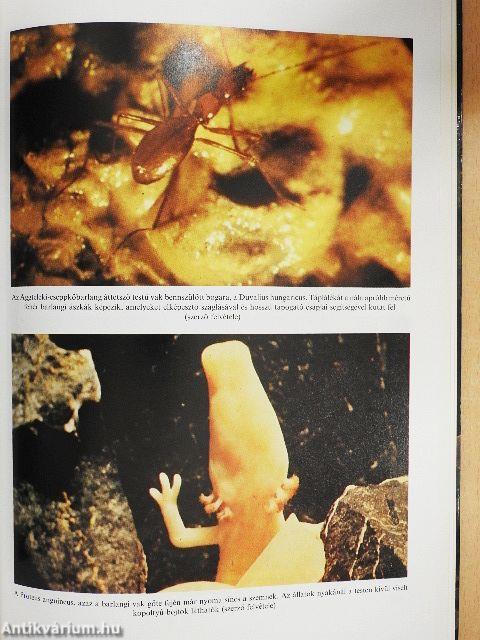 Szerelmetes barlangjaim