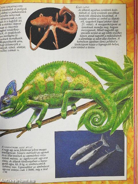 Az emberi test enciklopédiája II.