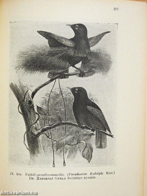 Újguineai utazásom emlékei