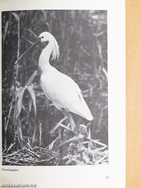 Zala megye védett természeti értékei