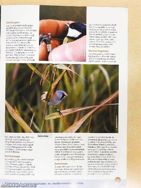 Madártávlat 2018. tavasz-tél