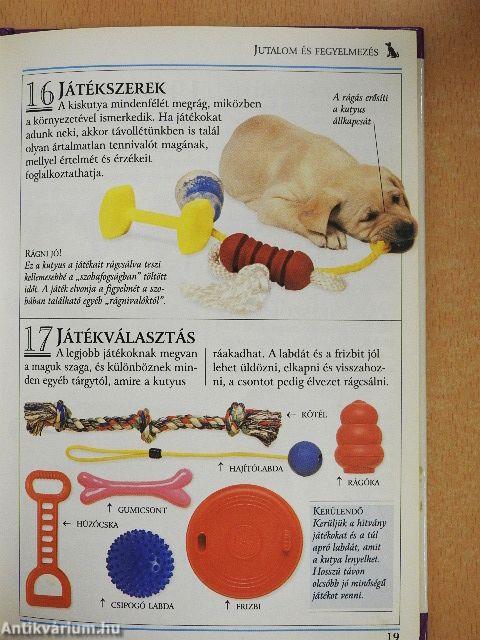 Így neveld a kutyádat