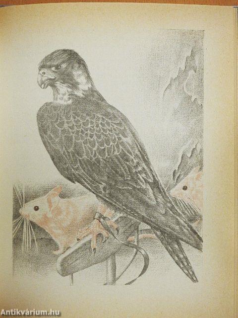 Egy vadászsólyom története