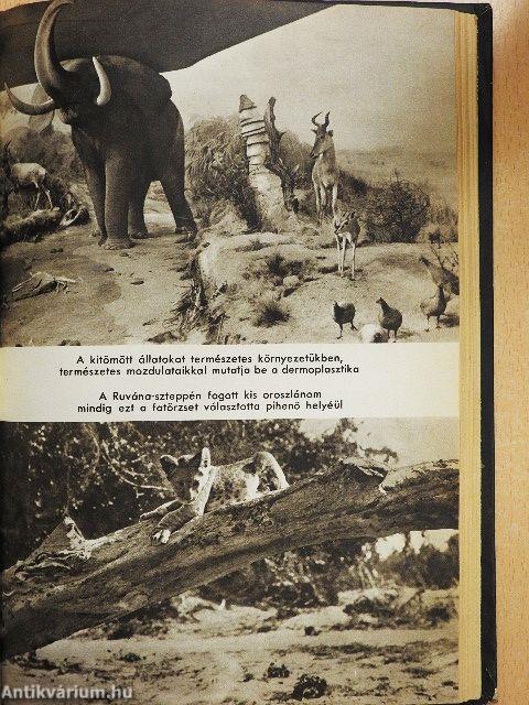 Kelet-Afrika vadonjaiban