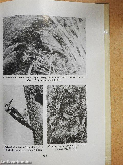 Ahány madár - annyi tojás