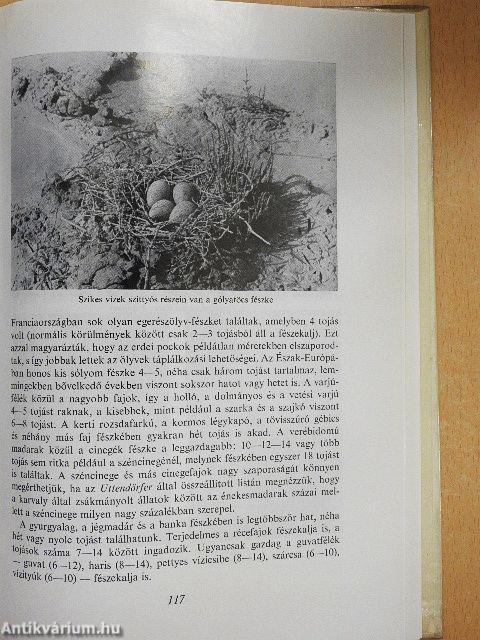 Ahány madár - annyi tojás