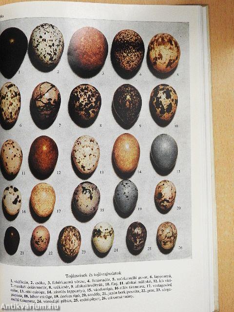 Ahány madár - annyi tojás