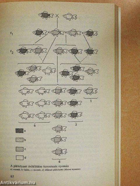 Az aranyhal és a díszponty