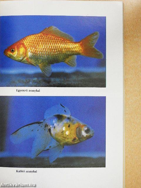 Az aranyhal és a díszponty