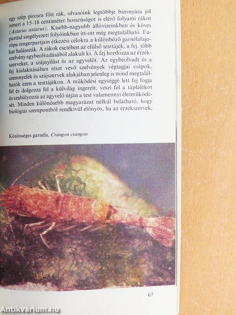 A négymilliárd éves élet