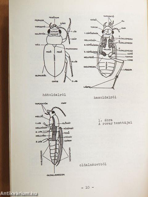 A műtárgykárosító ízeltlábúak elleni védekezés