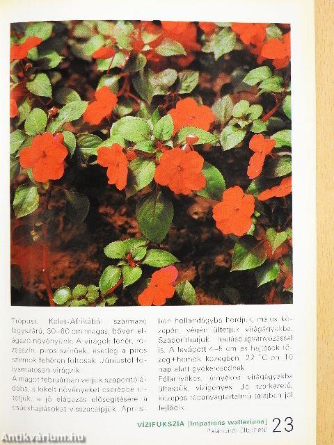 Az egy- és kétnyári virágokról