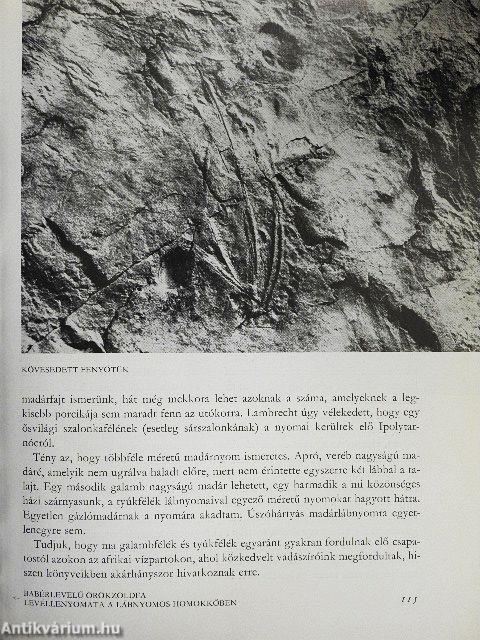 Expedíció az időben