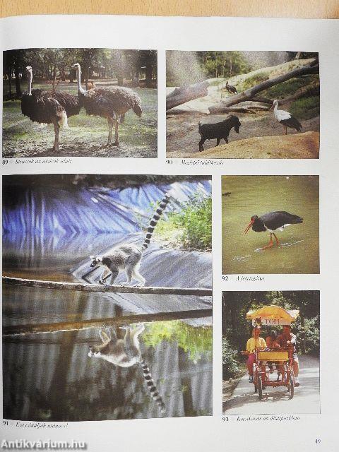 Nyíregyháza-Sóstó