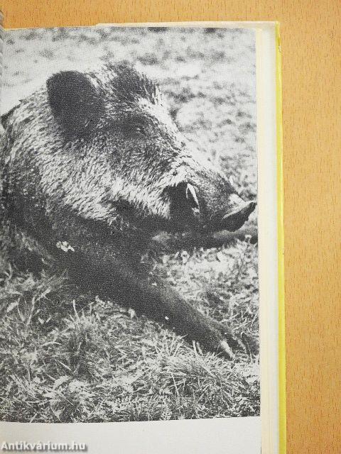 Megzabolázott szenvedély