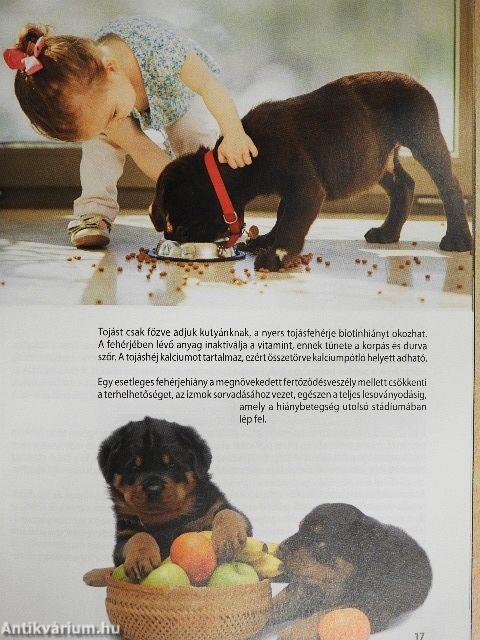 A kutya táplálása