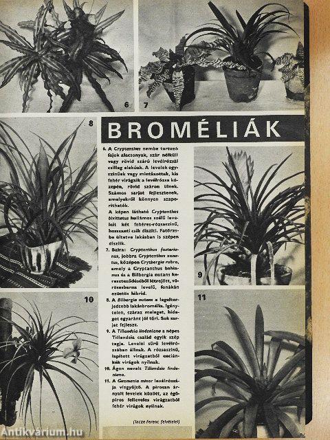 Kertészet és Szőlészet 1972. (nem teljes évfolyam)