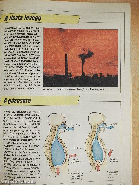 Az emberi test