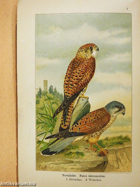 Der gesamte Vogelschutz