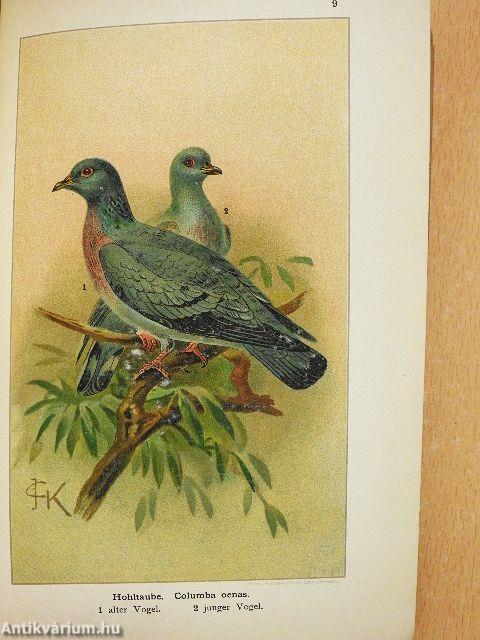 Der gesamte Vogelschutz