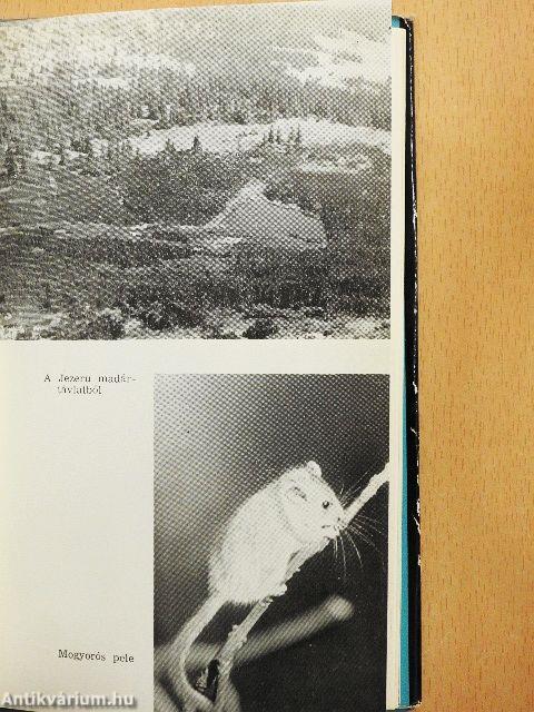 Véget nem érő nappalok