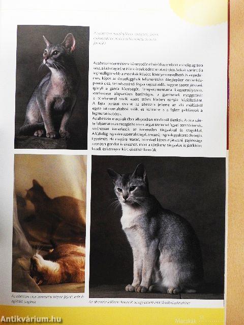 Macskakönyv
