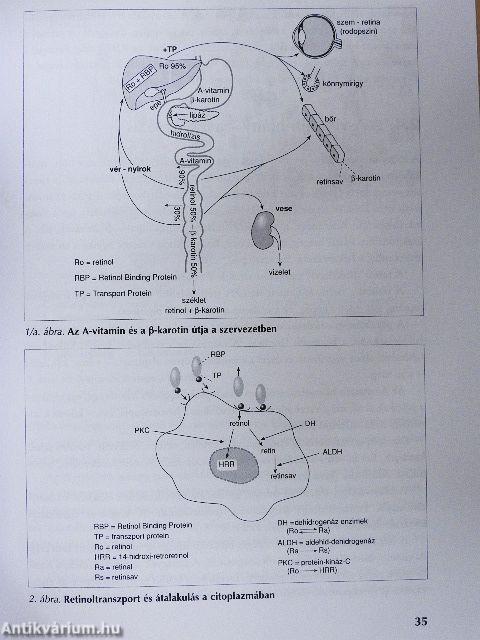 Az élet aminjai a vitaminok