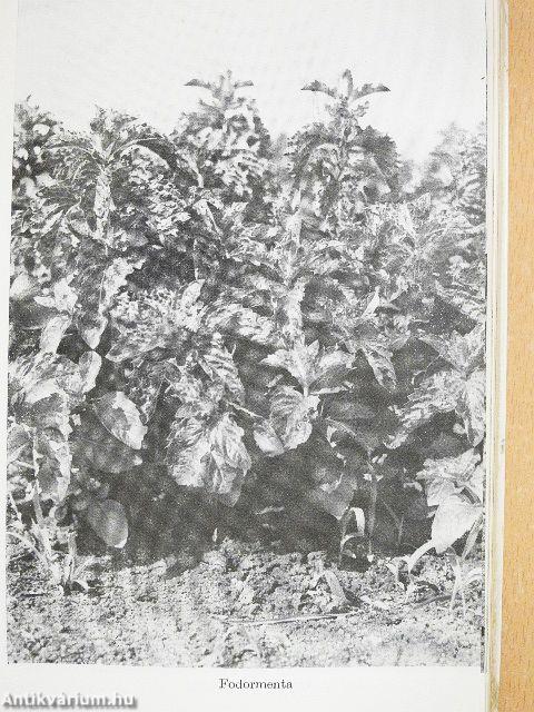 Gyógyító növények