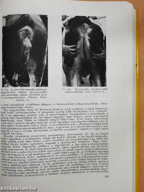 Háziállatok öröklődő alkati hibái és betegségei