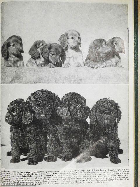 400 tanács kutyakedvelőknek