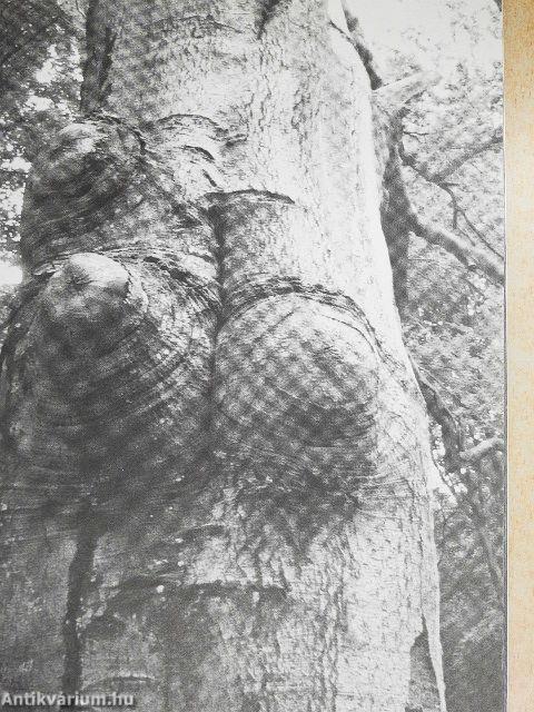 Hatvannégy vers, kép, év