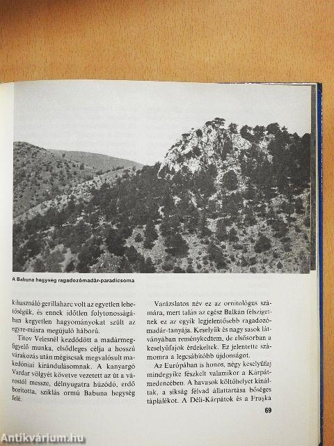 Amerre a madár jár