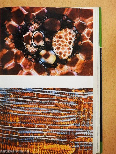 Rejtelmes-e a növényi élet?