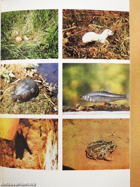 A Jászsági-sík gerincesállat-világa