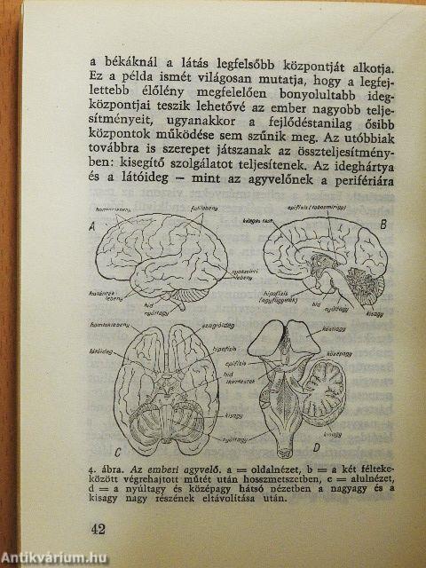 A modern ember idegessége
