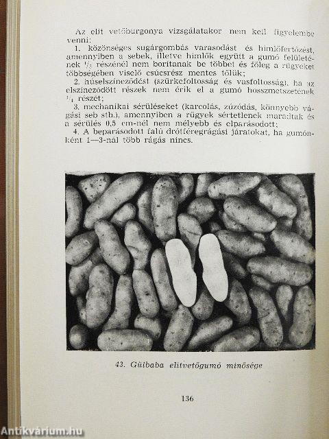 A burgonyagumó betegségei és károsodásai