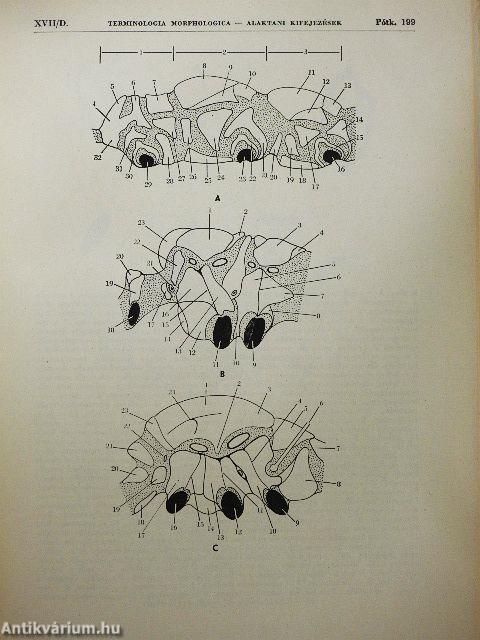 Rovaralaktani kifejezések-terminologia insectorum morphologica