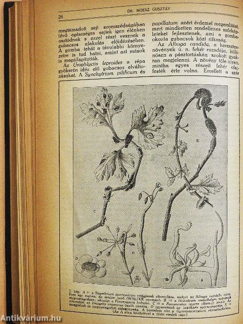 Természettudományi Közlöny 1923. január-december/Pótfüzetek a Természettudományi Közlönyhöz 1923. január-december