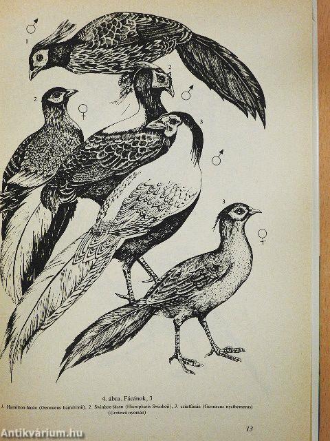 A fácán és vadászata