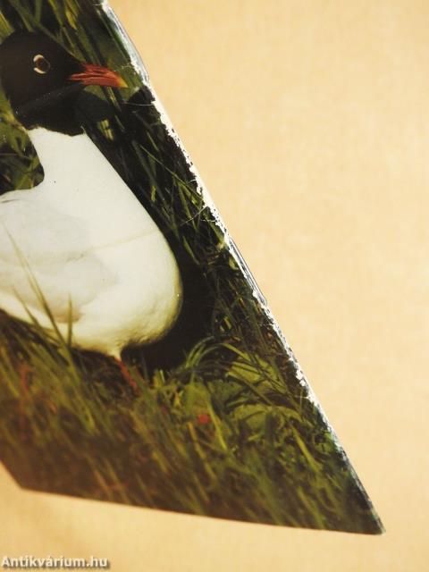 Szeged, Fehér-tó - Pusztaszeri tájvédelmi körzet