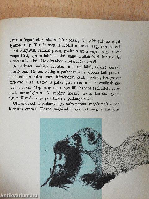 Kisanna Kertországban