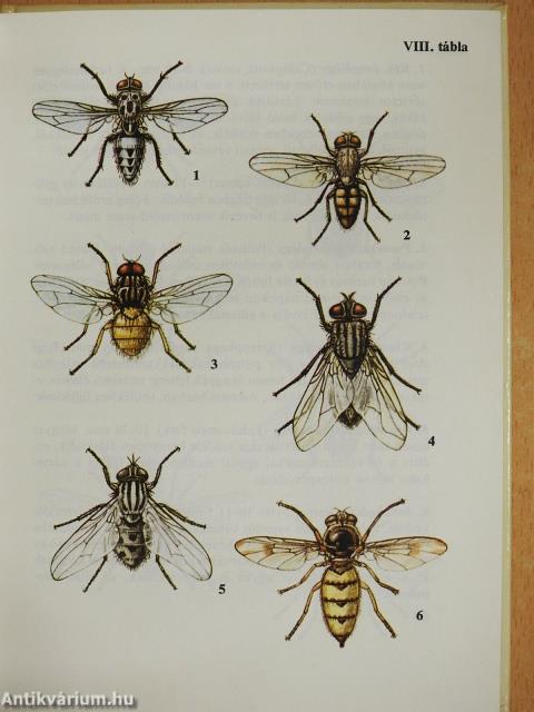 Legyek, hangyák, méhek, darazsak